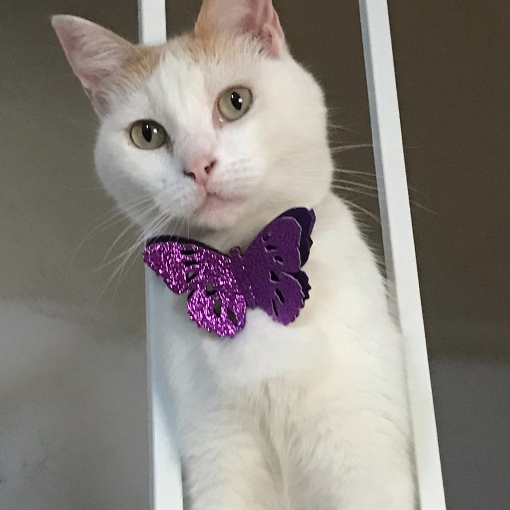 Shiny Butterfly Cat Collar